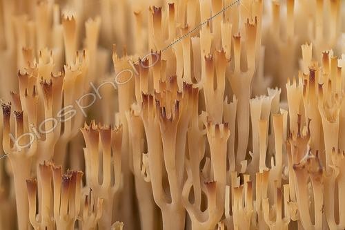 Biosphoto | 2485819 | Artomyces pyxidatus (Artomyces pyxidatus) on dead wood, inedible, rare, Mönchbruch Nature Reserve, Groß-Gerau, Hesse, Germany, Europe | &copy; Georg Stelzner / imageBROKER / Biosphoto