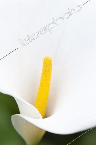 Biosphoto | 1993077 | Arum d'Ethiopie Fleur sauvage  ; Zantedeschia aethiopica | &copy; Paul Tomlins / Flowerphotos / Biosphoto