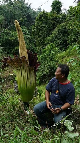 Biosphoto | 2495419 | Arum titan (Amorphophallus titanum) et homme en forêt, Parc National Gunung Leuser, Nord Sumatra | &copy; Alain Compost  / Biosphoto