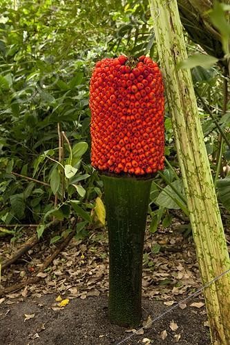 Biosphoto | 1447897 | Arum titan en fruit à l'Eden Project en Angleterre | &copy; H. Curtis / Biosphoto
