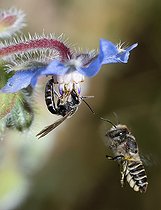 Biosphoto | 2453734 | Ashy Furrow Bee (Lasioglossum sexnotatum) male on Common borage (Borago officinalis) and Leaf-cutting bee (Megachile pilidens) in flight, Vosges du Nord Regional Nature Park, France | &copy; Michel Rauch / Biosphoto