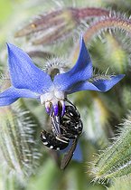 Biosphoto | 2410336 | Ashy Furrow Bee (Lasioglossum sexnotatum) on Borago (Borago officinalis), Regional Natural Park of Vosges du Nord, France | &copy; Michel Rauch / Biosphoto