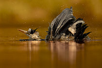 Biosphoto | 2609057 | Ashy heron (Ardea cinerea) bathing, Sologne pond, Loir-et-Cher, Centre-Val de Loire, France | &copy; Guy Van Langenhove / Biosphoto