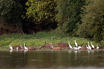 Biosphoto | 2609215 | Ashy heron (Ardea cinerea), Black stork (Ciconia nigra) and Great egret (Ardea alba) on a bank of the Loire near Cosne-Cours-sur-Loire in September, Nièvre, France | &copy; Pierre Vernay / Biosphoto