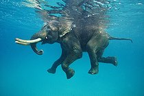 Biosphoto | 2047687 | Asian Elephant swimming in sea - Andaman Islands India  | &copy; Mike Korostelev / Biosphoto