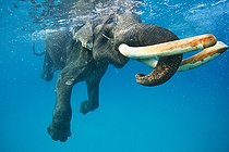 Biosphoto | 2047688 | Asian Elephant swimming in sea - Andaman Islands India | &copy; Mike Korostelev / Biosphoto