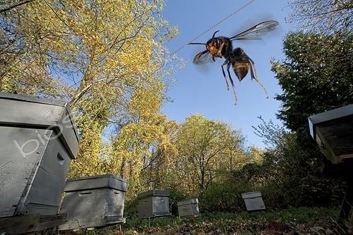 Biosphoto | 1293753 | Asian hornet flying near hives ; The Asian hornet threatens France and Europe. It captures the bees to feed its brood and ultimately rob the hives completely. | &copy; Pascal Goetgheluck / Biosphoto