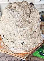 Biosphoto | 2609020 | Asian hornet nest (Vespa velutina), Le Mans, Sarthe, France | &copy; Michel Gile / Biosphoto