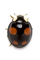 Biosphoto | 1251077 | Asian lady Beetle on white background | &copy; Michel Gunther / Biosphoto