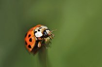 Biosphoto | 1254642 | Asian lady beetle to the end of a leaf of Crocus France | &copy; Patrick Glaume / Biosphoto
