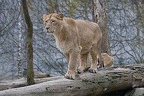 Biosphoto | 1254287 | Asian lion female on a branch Zoo Mulhouse France | &copy; Bruno Mathieu / Biosphoto