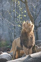 Biosphoto | 1254290 | Asian lion standing on a trunk Zoo Mulhouse France | &copy; Bruno Mathieu / Biosphoto