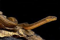Biosphoto | 2597610 | Asian mock viper (Psammodynastes pulverulentus) | &copy; Matthijs Kuijpers / Biosphoto