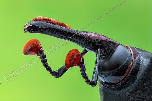Biosphoto | 2392595 | Asian palm weevil (Rhynchophorus ferrugineus) close-up. | &copy; Husni Che Ngah / Biosphoto