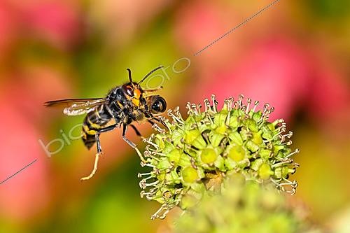 Biosphoto | 2621147 | Asian predatory hornet (Vespa velutina) capturing a honeybee (Apis mellifera) foraging on flowering climbing ivy, Saizerais, Lorraine, France. | &copy; Stéphane Vitzthum / Biosphoto