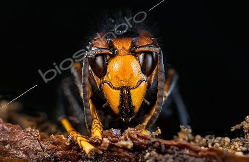 Biosphoto | 2621146 | Asian predatory hornet(Vespa velutina) queen portrait, deadwood and forest floor fauna, winter, Bouxières-aux-dames, Lorraine, France. | &copy; Stéphane Vitzthum / Biosphoto