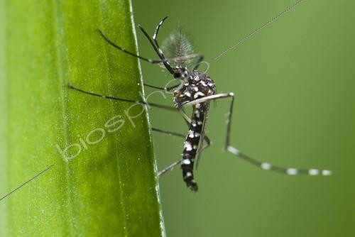 Biosphoto | 482199 | Asian Tiger Mosquito on a leaf Spain ; Species native to the tropical and subtropical areas of Southeast Asia, but successfully adapted to cooler regions, it can transmit pathogens and viruses, such as, the West Nile Virus, Yellow fever virus, St. Louis Encephalitis, Dengue fever, and Chikungunya fever... | &copy; Roger Eritja / Biosphoto