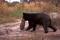 Biosphoto | 2609462 | Asiatic black bear (Selenarctos thibetanus) with jackfruit, in captivity | &copy; FLPA / Terry Whittak / imageBROKER / Biosphoto