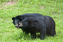 Biosphoto | 2609463 | Asiatic Black Bear (Ursus thibetanus) two adults, interacting, Animals Asia Foundation Sanctuary, Tam Dao N. P. Vietnam | &copy; FLPA / Mark Newman / imageBROKER / Biosphoto