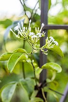 Biosphoto | 2546743 | Asiatic jasmine (Jasminum lanceolaria) flowers, France | &copy; Jean-Michel Groult / Biosphoto
