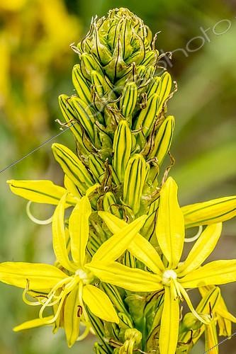 Biosphoto | 2146183 | Asphodelus lutea | &copy; Alain Kubacsi / Biosphoto