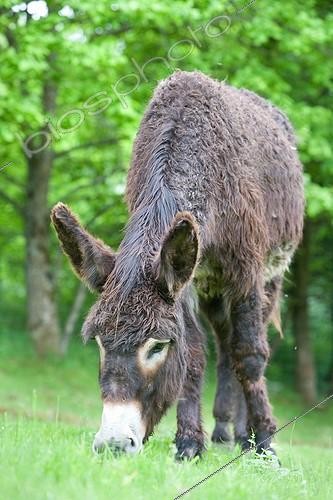 Biosphoto | 955180 | Ass's foal of Poitou in a meadow in the spring France  | &copy; Bruno Mathieu / Biosphoto