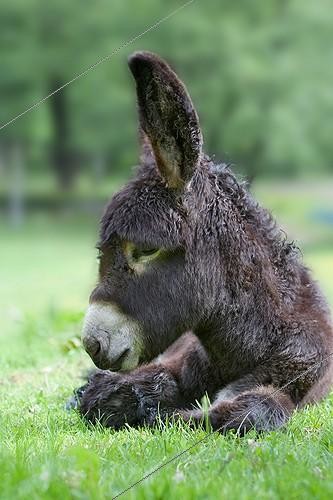 Biosphoto | 955175 | Ass's foal of Poitou lying in a meadow at spring France  | &copy; Bruno Mathieu / Biosphoto