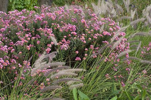 Biosphoto | 2141600 | Association d'Aster de Nouvelle Belgique (Aster novi-belgii) 'Beechwood Charm' et d'Herbe-aux-écouvillons (Pennisetum alopecuroides) | &copy; Frédéric Didillon / Biosphoto