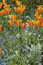 Biosphoto | 2142891 | Association de Tulipe (Tulipa sp) et Myosotis (Myosotis sp) au printemps | &copy; Frédéric Didillon / Biosphoto