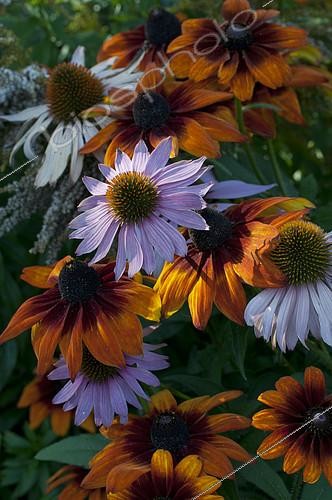 Biosphoto | 2141518 | Association of Purple corneflower (Echinacea purpurea) and spiky Rudbeckia (Rudbeckia hirta) 'Autumn Colors' | &copy; Frédéric Didillon / Biosphoto