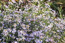 Biosphoto | 2593253 | Aster à feuilles cordées (Aster cordifolius) vivaces de prairies par excellence, ils supportent le vent sans se coucher, leurs branchages légers mais robustes portent des nuées de fines fleurs au coeur de l'automne, ils forment un buisson de 80 cm a 1 m de hauteur. Etang de Biguglia, Borgo, Haute Corse, France | &copy; Hyacinthe Sambroni / Biosphoto