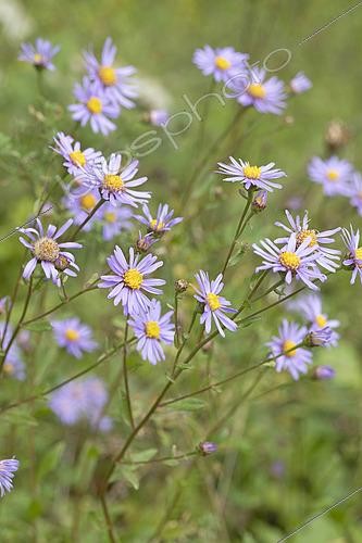 Biosphoto | 2493712 | Aster amelle (Aster amellus), Obernai, Bas-Rhin, Alsace, France | &copy; Frédéric Tournay / Biosphoto