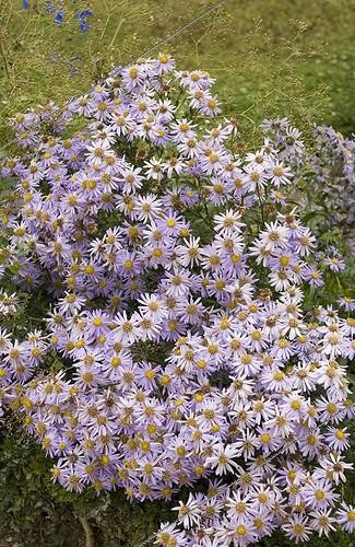 Biosphoto | 446242 | ASTER D'AUTOMNE | &copy; DIGIT images / Biosphoto