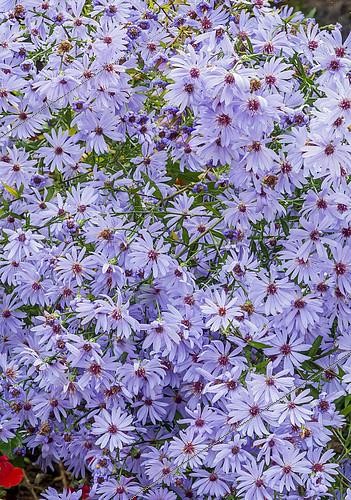 Biosphoto | 2155224 | Aster cordifolius 'Cheftain' | &copy; Alain Kubacsi / Biosphoto
