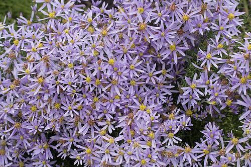Biosphoto | 2143124 | Aster de la Nouvelle-Belgique (Aster novi-belgii) 'Rosebud' fleurs | &copy; Frédéric Didillon / Biosphoto
