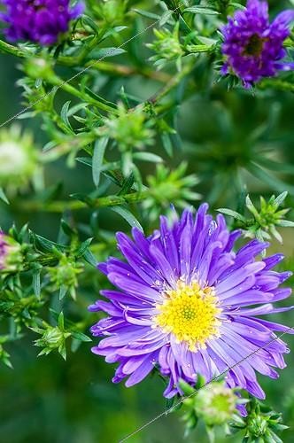 Biosphoto | 2012344 | Aster de Nouvelle Belgique en fleur dans un jardin  | &copy; Yann Avril / Biosphoto