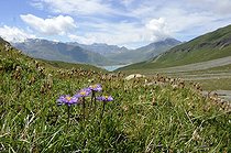 Biosphoto | 1250772 | Aster des Alpes en fleur Mont-Cenis Alpes France | &copy; Claude Balcaen / Biosphoto