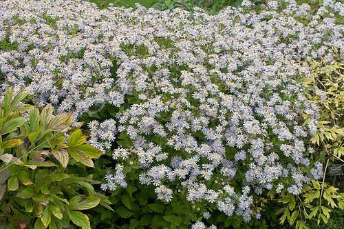 Biosphoto | 2141594 | Aster des Pyrénées (Aster pyrenaeus) 'Lutetia' en fleurs | &copy; Frédéric Didillon / Biosphoto