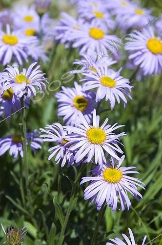Biosphoto | 448624 | ASTER FARRERI | &copy; DIGIT images / Biosphoto