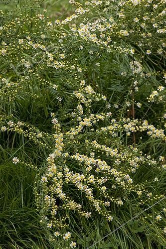 Biosphoto | 1916509 | Aster 'Golden Spray' in bloom in a garden | &copy; H. Curtis / Biosphoto