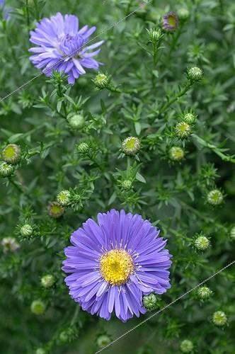 Biosphoto | 2017036 | Aster in bloom in a garden | &copy; Catherine Fruhinsholz / Biosphoto