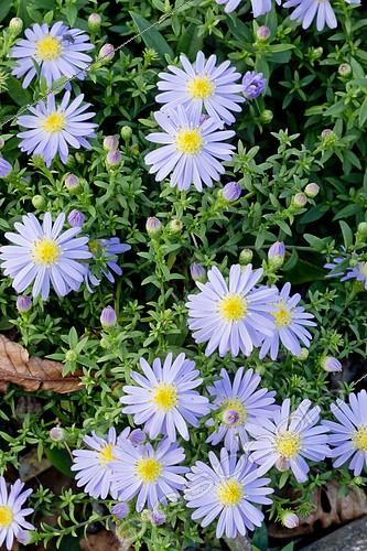 Biosphoto | 2152065 | Aster 'Lavanda' | &copy; Alain Kubacsi / Biosphoto