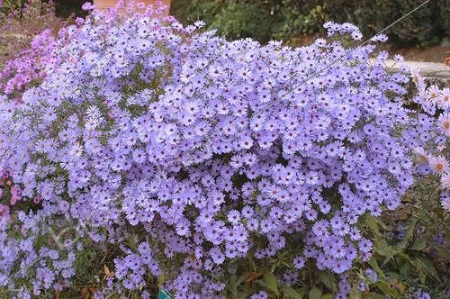Biosphoto | 95684 | Aster 'Little Carlow' en octobre  | &copy; NouN / Biosphoto