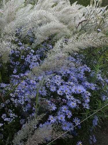 Biosphoto | 643467 | Aster 'Mönch' in bloom and reed in a garden | &copy; Gilles Le Scanff & Joëlle-Caroline Mayer / Biosphoto