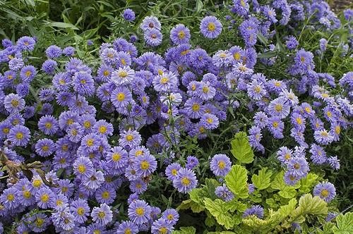 Biosphoto | 164161 | Aster Nova-Angliae 'Hilda Ballard' | &copy; Frédéric Didillon / Biosphoto