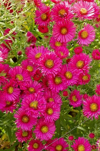 Biosphoto | 2152417 | Aster novae-angliae 'Alma Pötschke' | &copy; Alain Kubacsi / Biosphoto