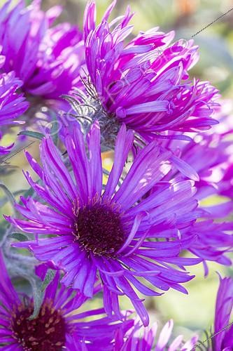 Biosphoto | 2405573 | Aster novae-angliae 'Rubra Praecox' | &copy; Alain Kubacsi / Biosphoto