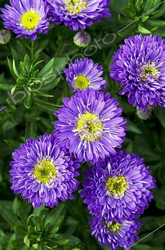 Biosphoto | 2512992 | Aster novi-belgii Henry I Blue | &copy; Visions Pictures / Biosphoto