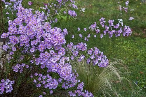 Biosphoto | 2012845 | Aster 'Pink Star' en fleur dans un jardin | &copy; H. Curtis / Biosphoto
