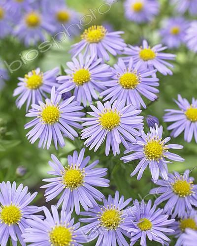 Biosphoto | 2128964 | Aster Prof. Anton Kippenberg | &copy; Visions Pictures / Biosphoto